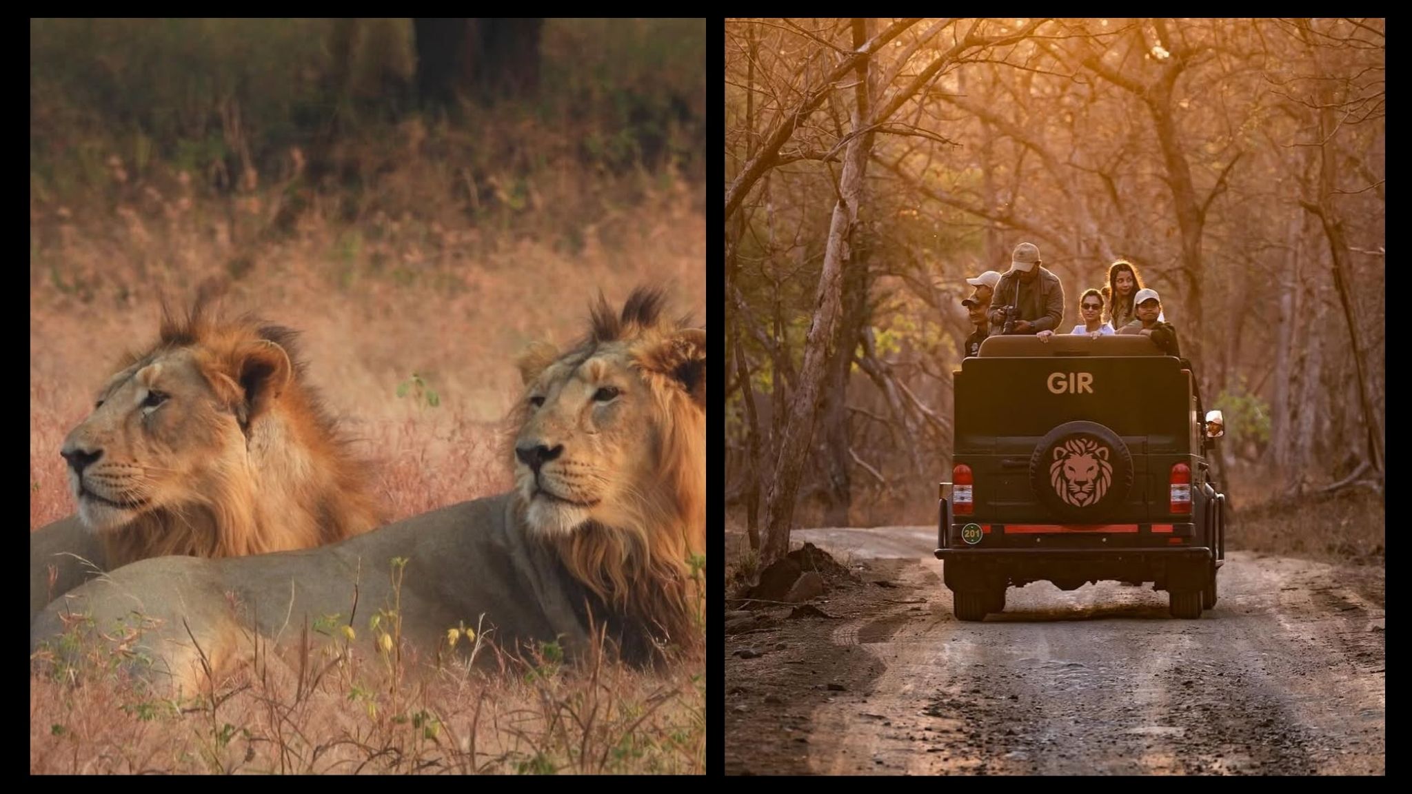 Gujarat’s Pride: Gir Lions and the Rise of Luxury Stays